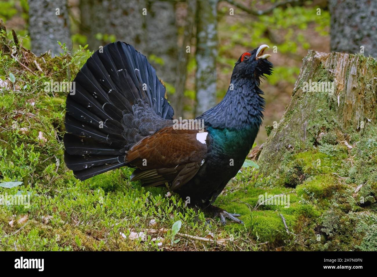 Capercaillie occidentale (Tetrao urogallus), courting dans la forêt, dans la plus haute excitation, poussée étendue, vue latérale, haute-Bavière,Bavière, Allemagne Banque D'Images