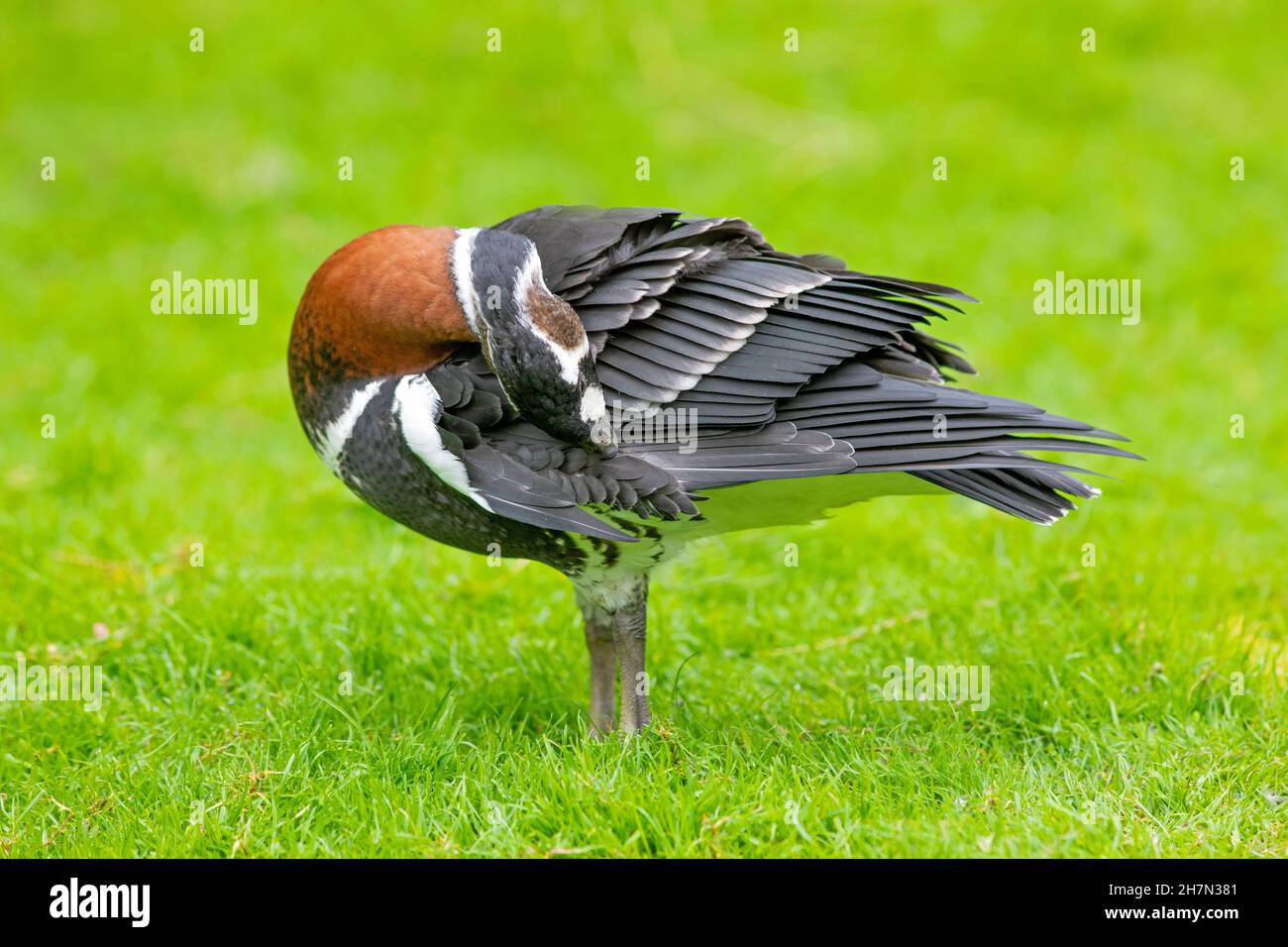 OIE (Branta ruficollis).Préassage.Long cou flexible avec jusqu'à 23 permet cervical, permet à l'oiseau d'atteindre des parties autrement inaccessibles du corps extérieur. Banque D'Images