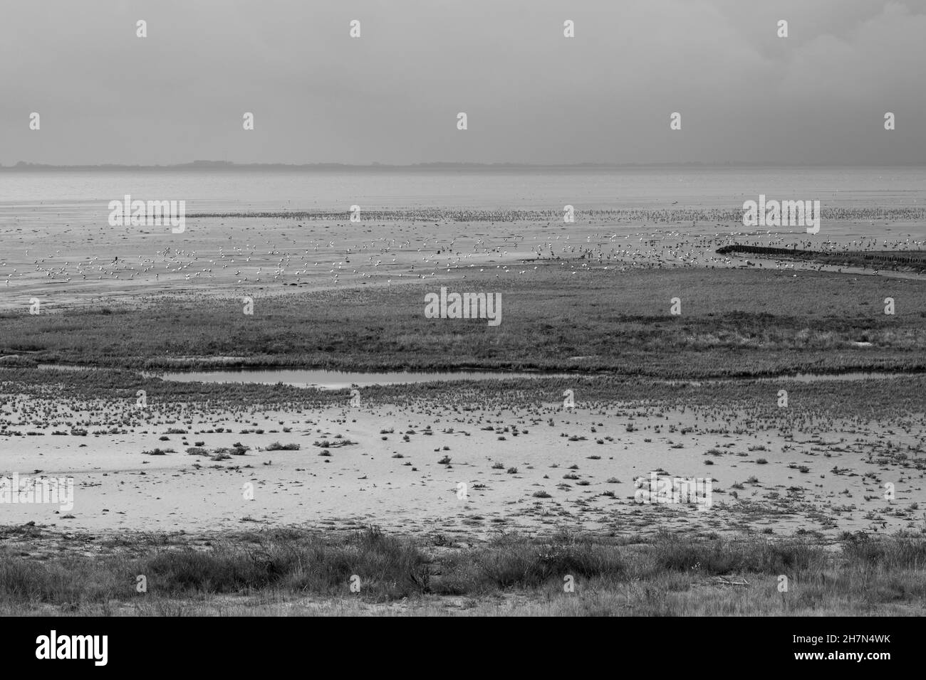 Oiseaux migrateurs sur la côte de la mer du Nord, parc national de la mer des Wadden en Basse-Saxe, Wangerooge, île de Frise orientale, Frise orientale, Basse-Saxe,Allemagne Banque D'Images