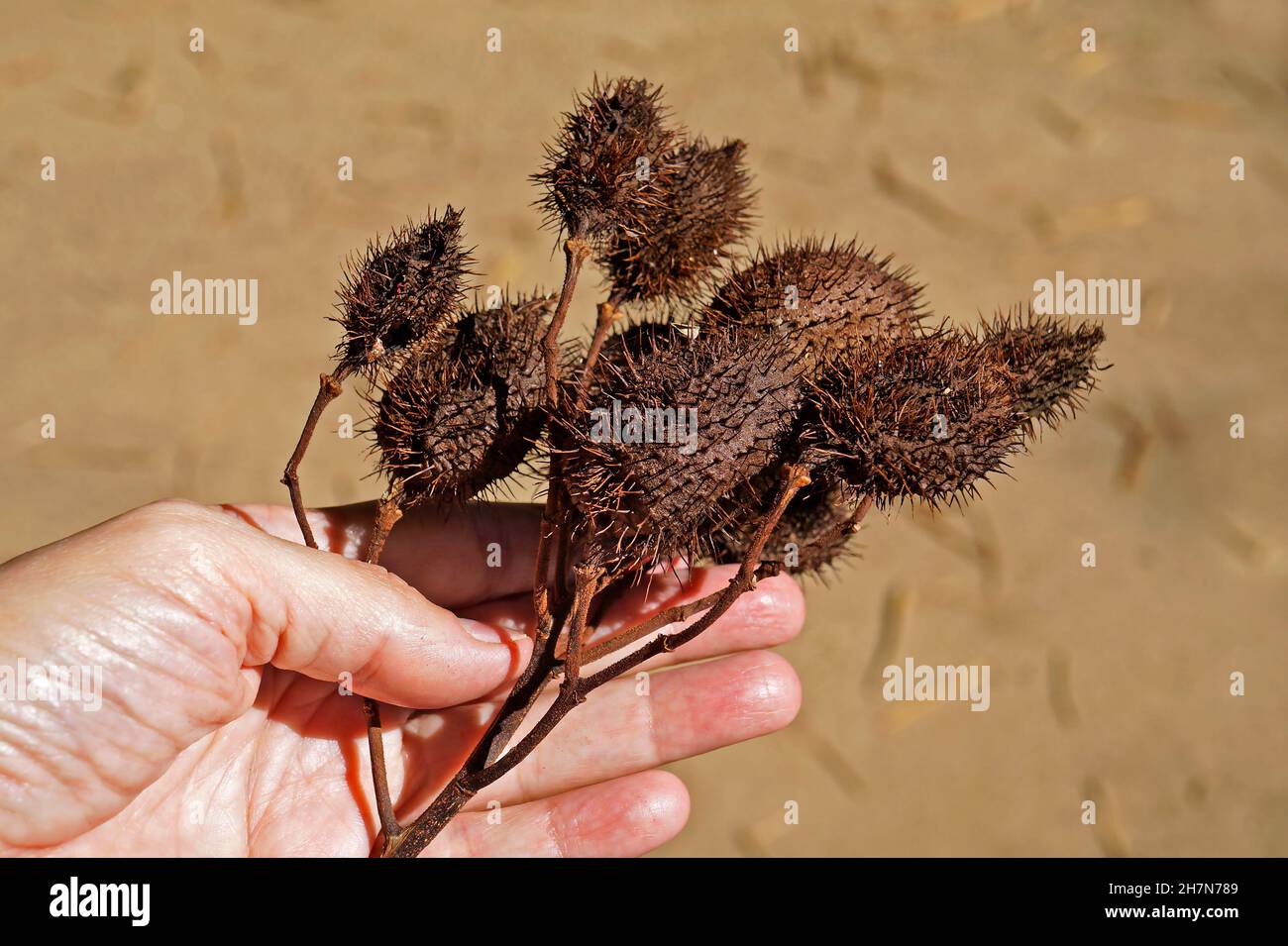 Graines d'achiote (Bixa orellana) à portée de main Banque D'Images