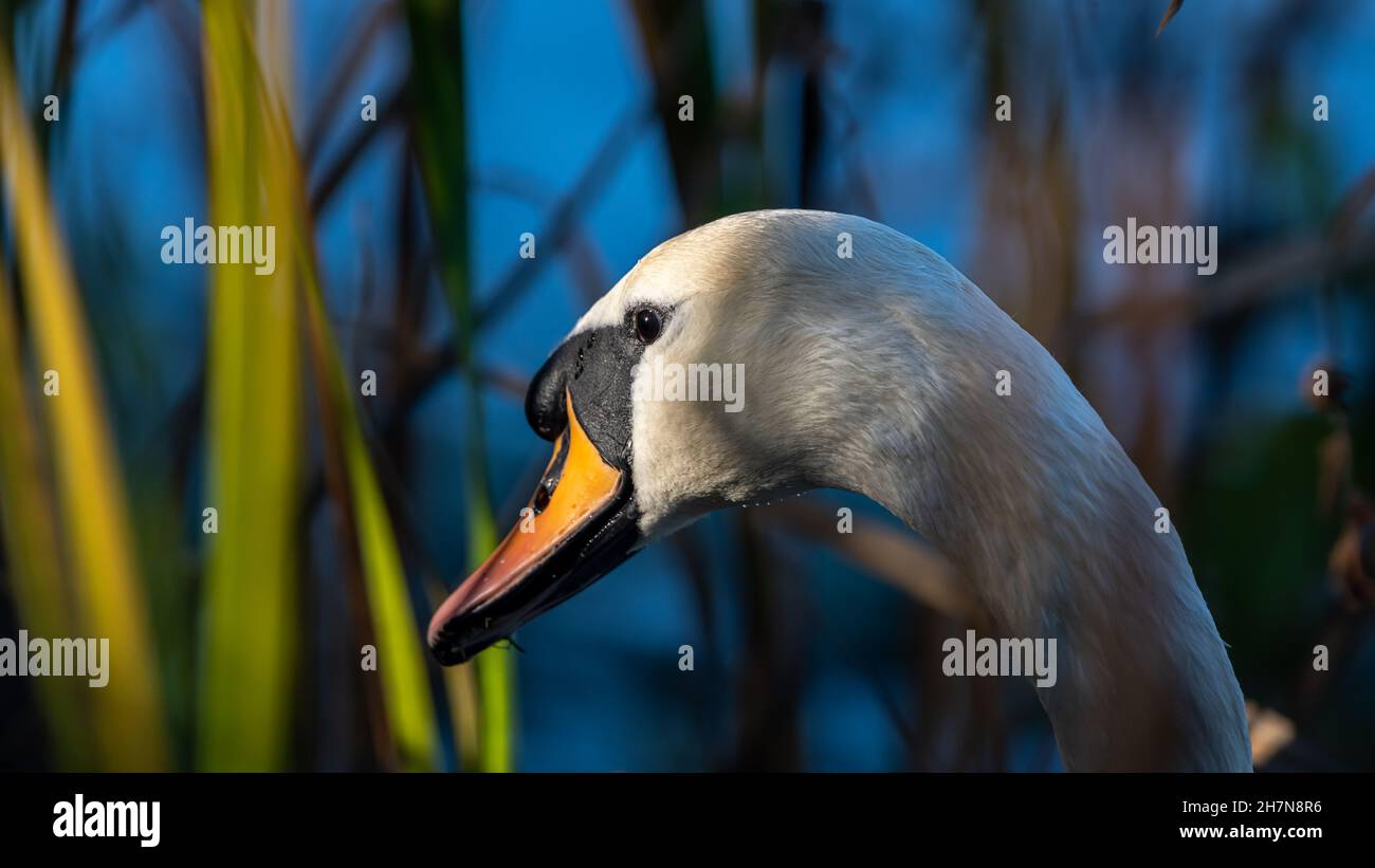 La tête d'un Swan silencieux est dotée d'un bec orange et d'un bouton noir. Banque D'Images