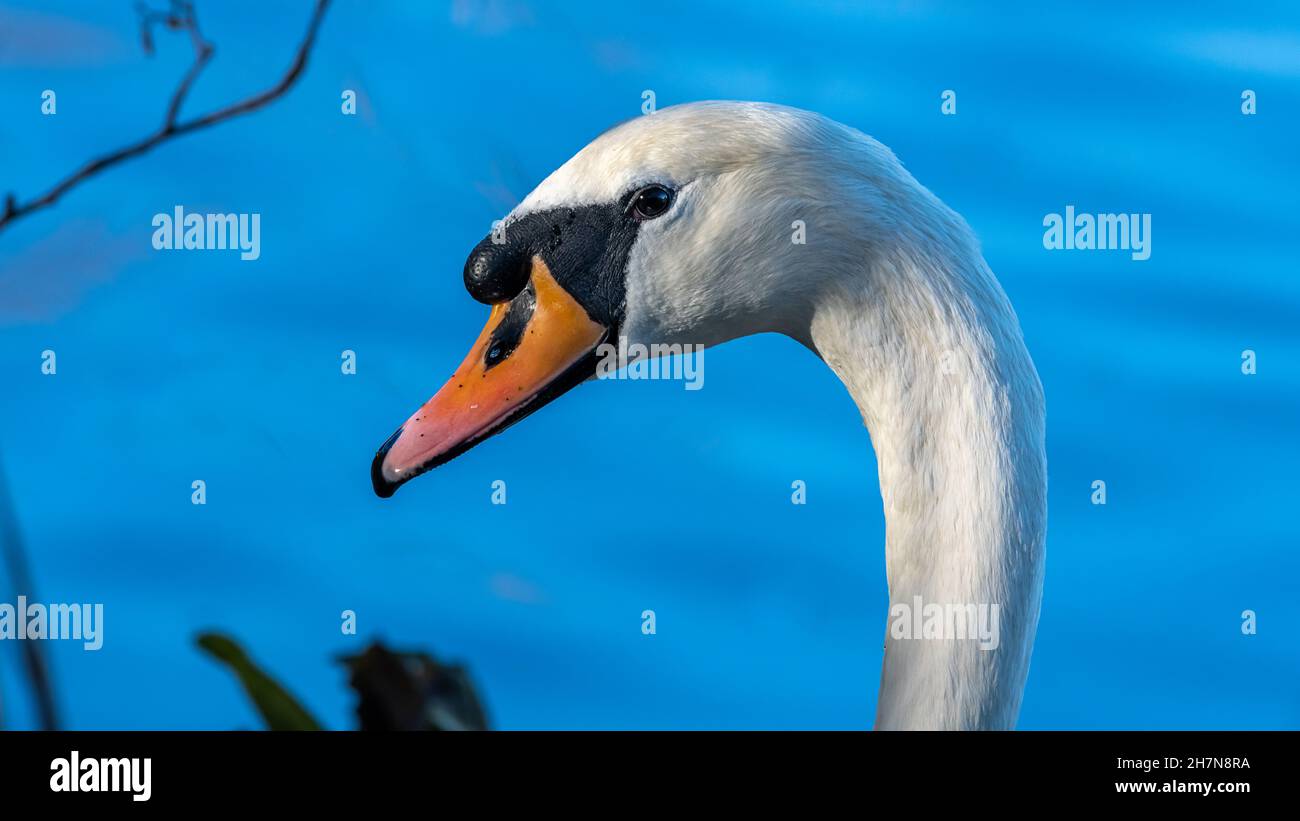 La tête d'un Swan silencieux est dotée d'un bec orange et d'un bouton noir. Banque D'Images