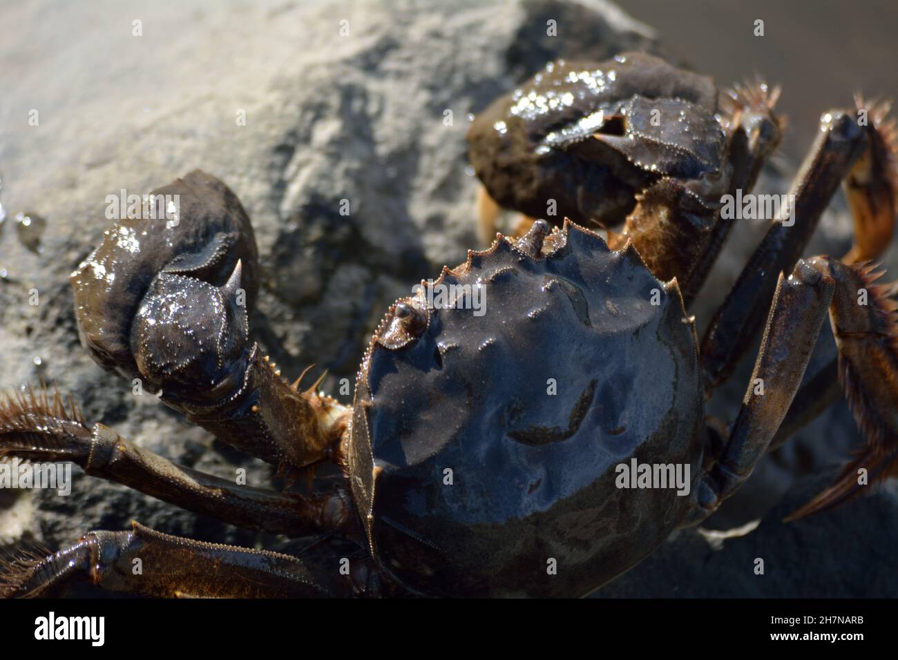 Crabe chinois envahissant. Banque D'Images