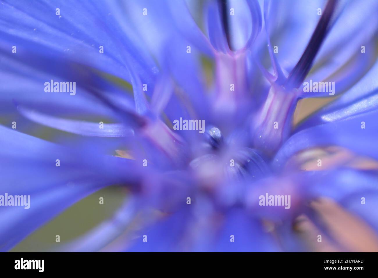 Gros plan d'un Cornflower. Banque D'Images