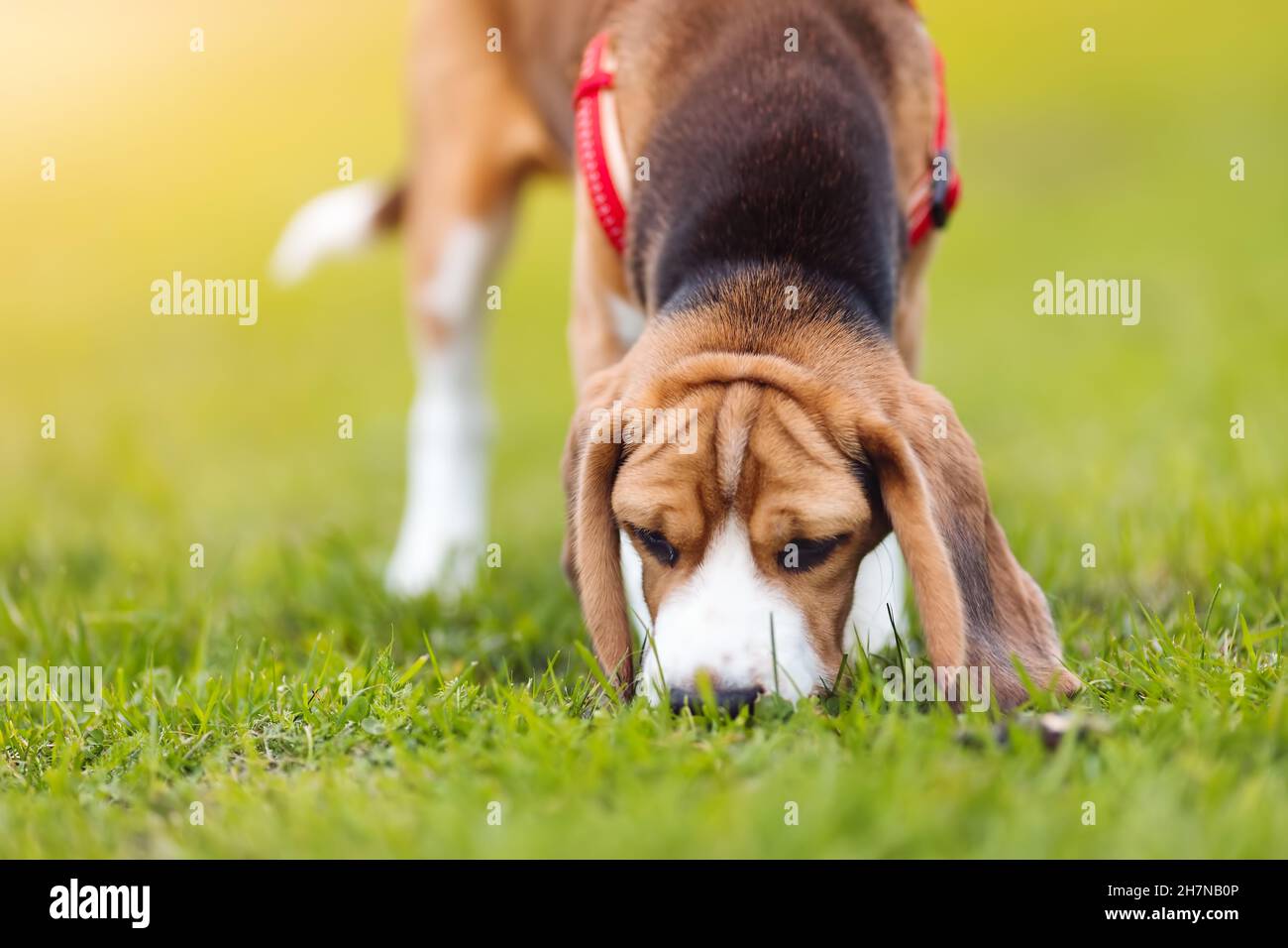 Chiot de Beagle jouant sur la pelouse dans la nature Banque D'Images