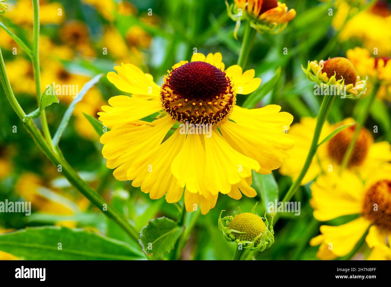 Helenium 'Blutentisch' plante à fleurs de la fin de l'été avec une fleur jaune d'automne communément connue sous le nom d'éternuement, image de stock photo Banque D'Images