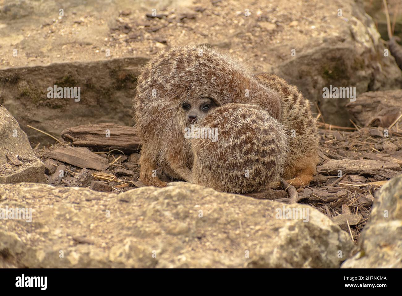 Cuddle Meerkat mignon Banque D'Images