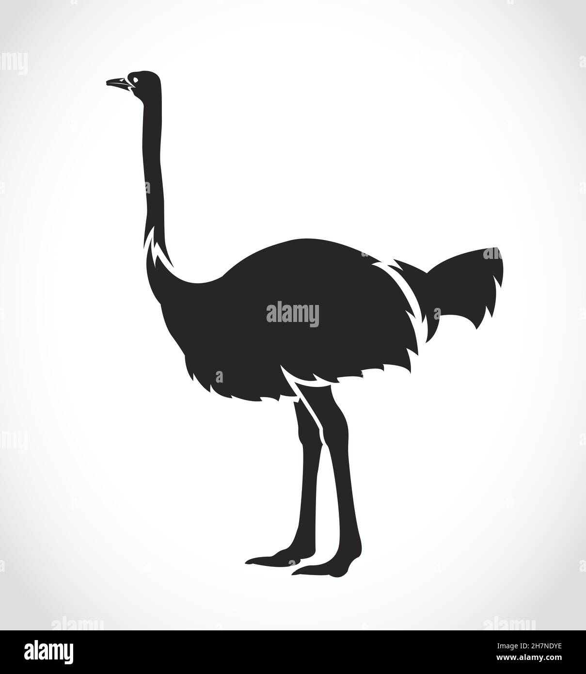 Vecteur d'un autruche sur fond blanc.Illustration vectorielle superposée facile à modifier.Animaux sauvages. Illustration de Vecteur