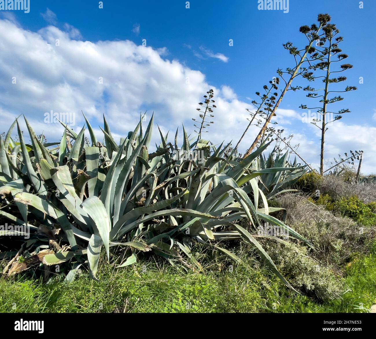 Amerikanische Agaven (Agave americana), Insel Gozo, Malte, Europa Banque D'Images