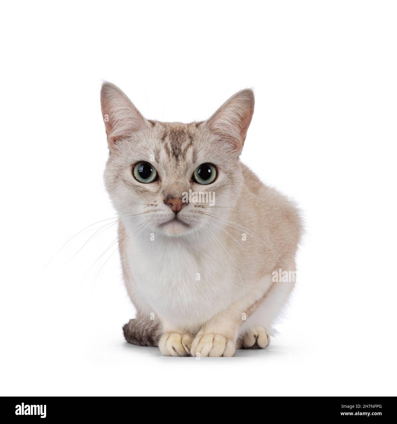 Chat de Burmilla pour jeunes adultes, allongé vers l'avant.Regarder directement vers l'appareil photo.Isolé sur un fond blanc. Banque D'Images