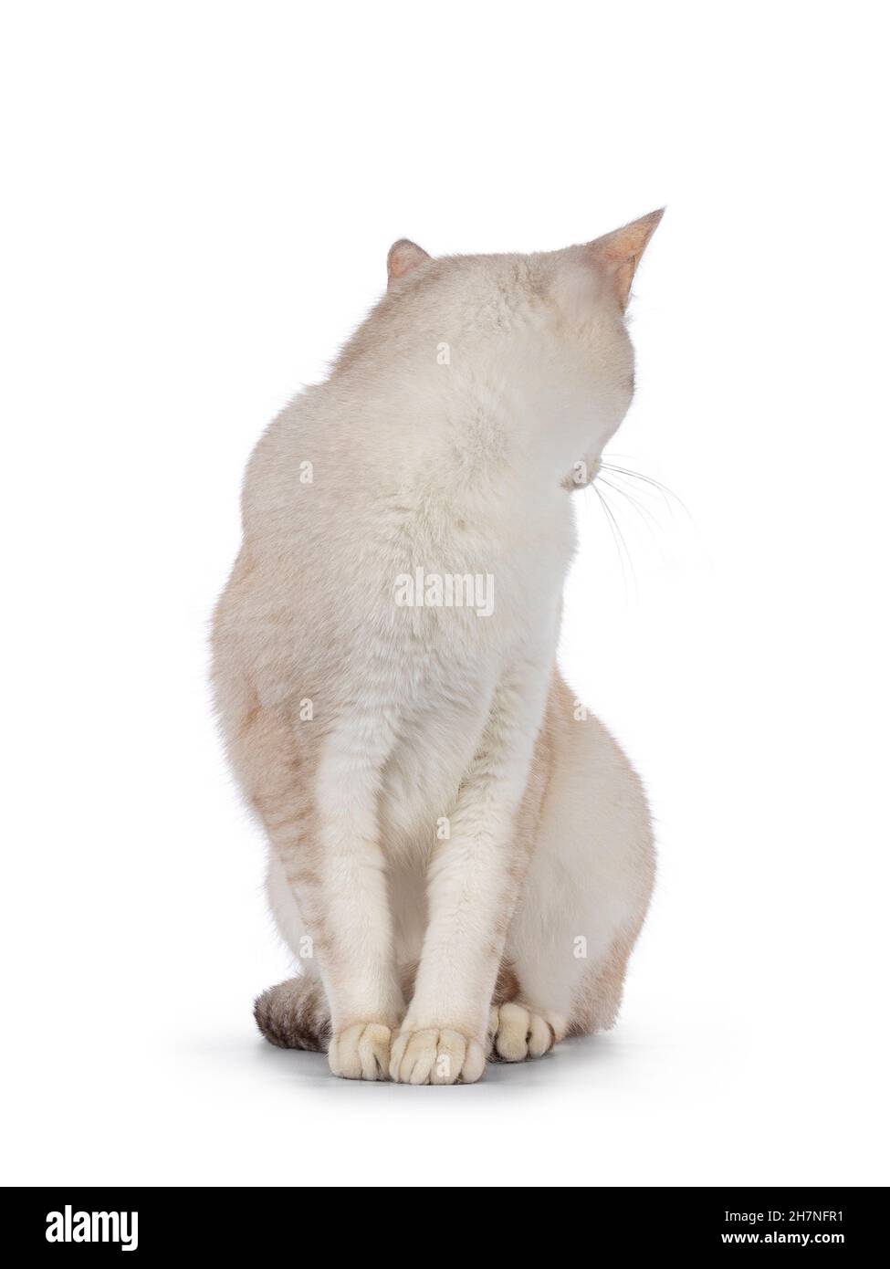 Chat de Burmilla, jeune adulte, assis sur les côtés.En regardant vers l'arrière, la face n'est pas visible.Isolé sur un fond blanc. Banque D'Images