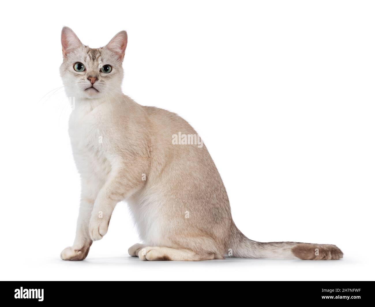 Chat de Burmilla, jeune adulte, assis sur les côtés.Regarder directement vers l'appareil photo.Isolé sur un fond blanc. Banque D'Images