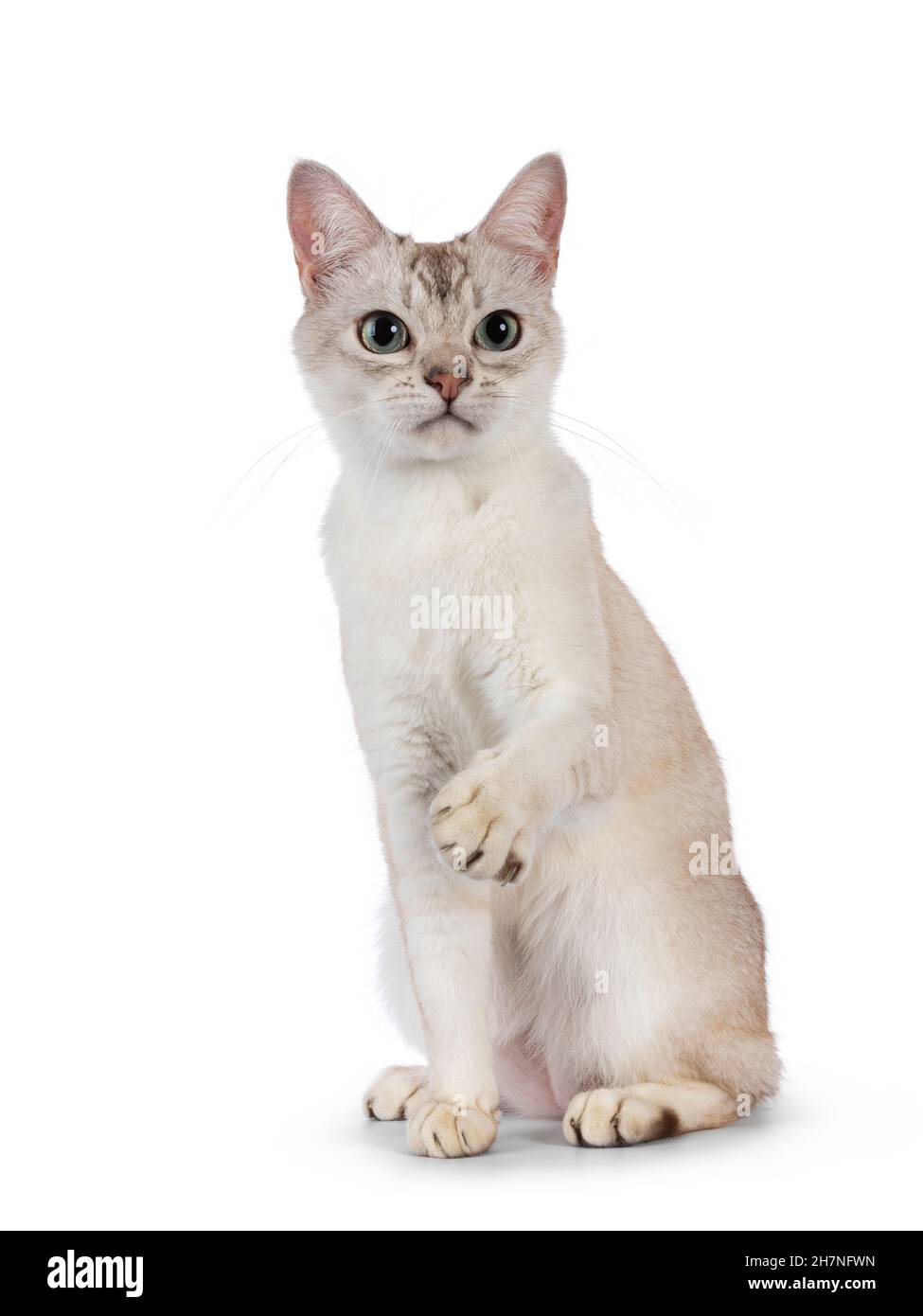 Chat de Burmilla, jeune adulte, assis face à l'avant avec une patte ludique dans l'air.En regardant à côté de l'appareil photo.Isolé sur un fond blanc. Banque D'Images