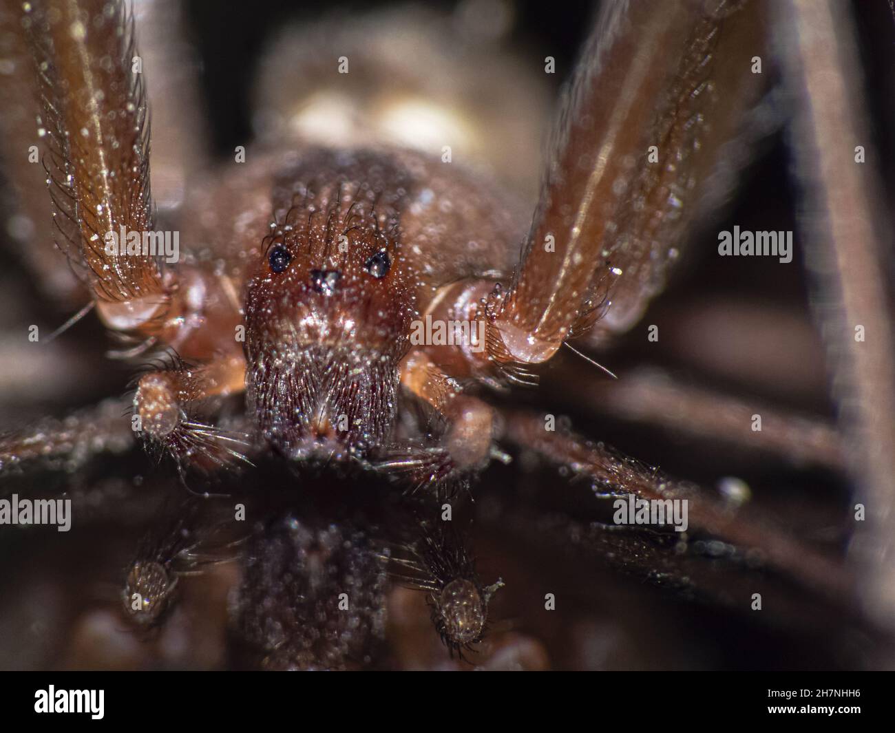 Photo macro d'un araignée marron reclus Banque D'Images