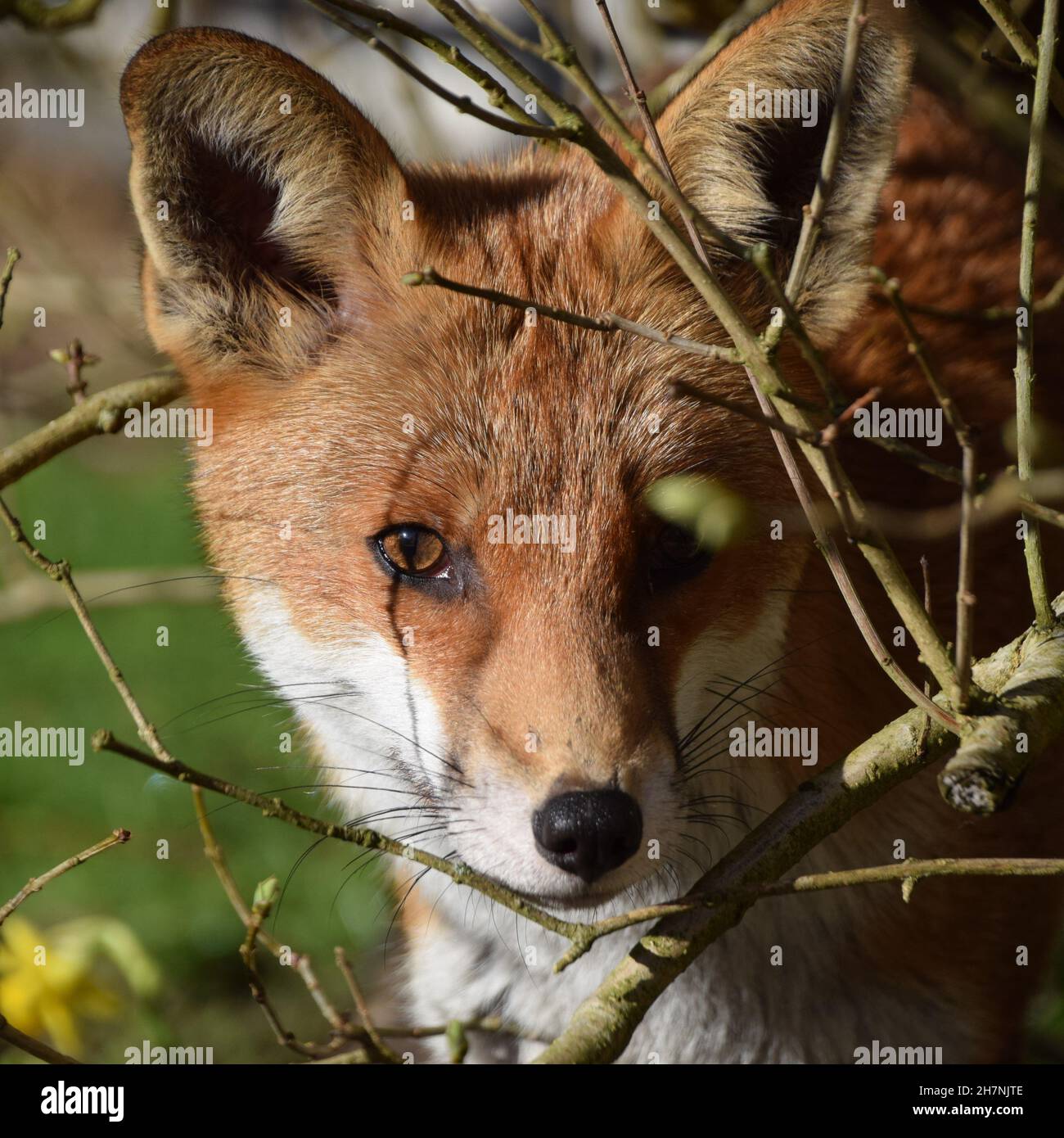 Fox au printemps Banque D'Images