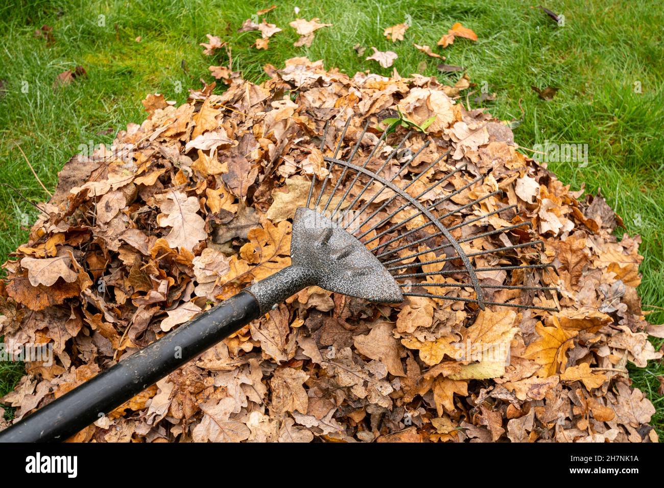 Ramer les feuilles d'automne dans un jardin en novembre.Travail dans la cour arrière à l'automne. Banque D'Images
