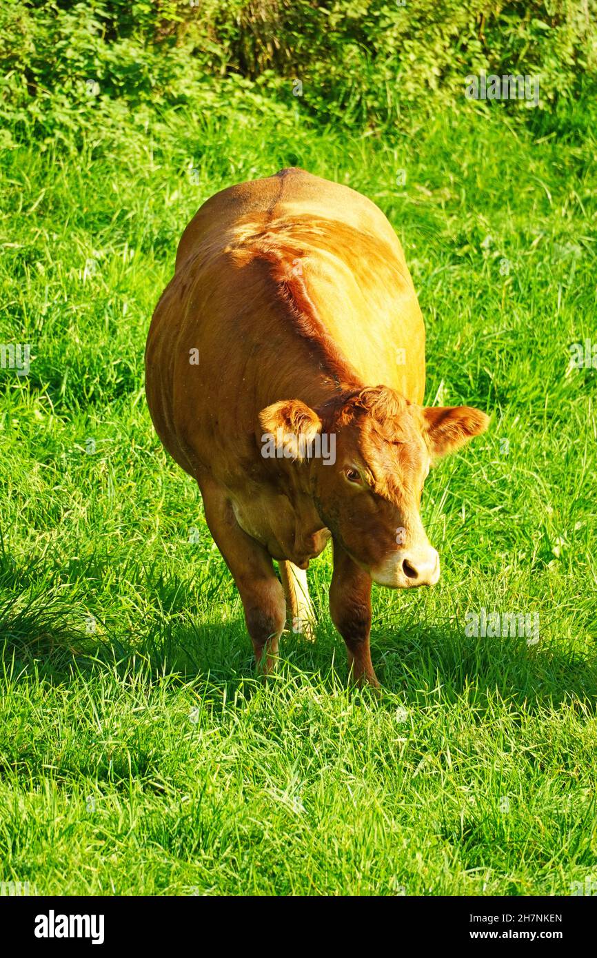 Bétail à fourrure brune sur un pré vert.Race de viande. Banque D'Images