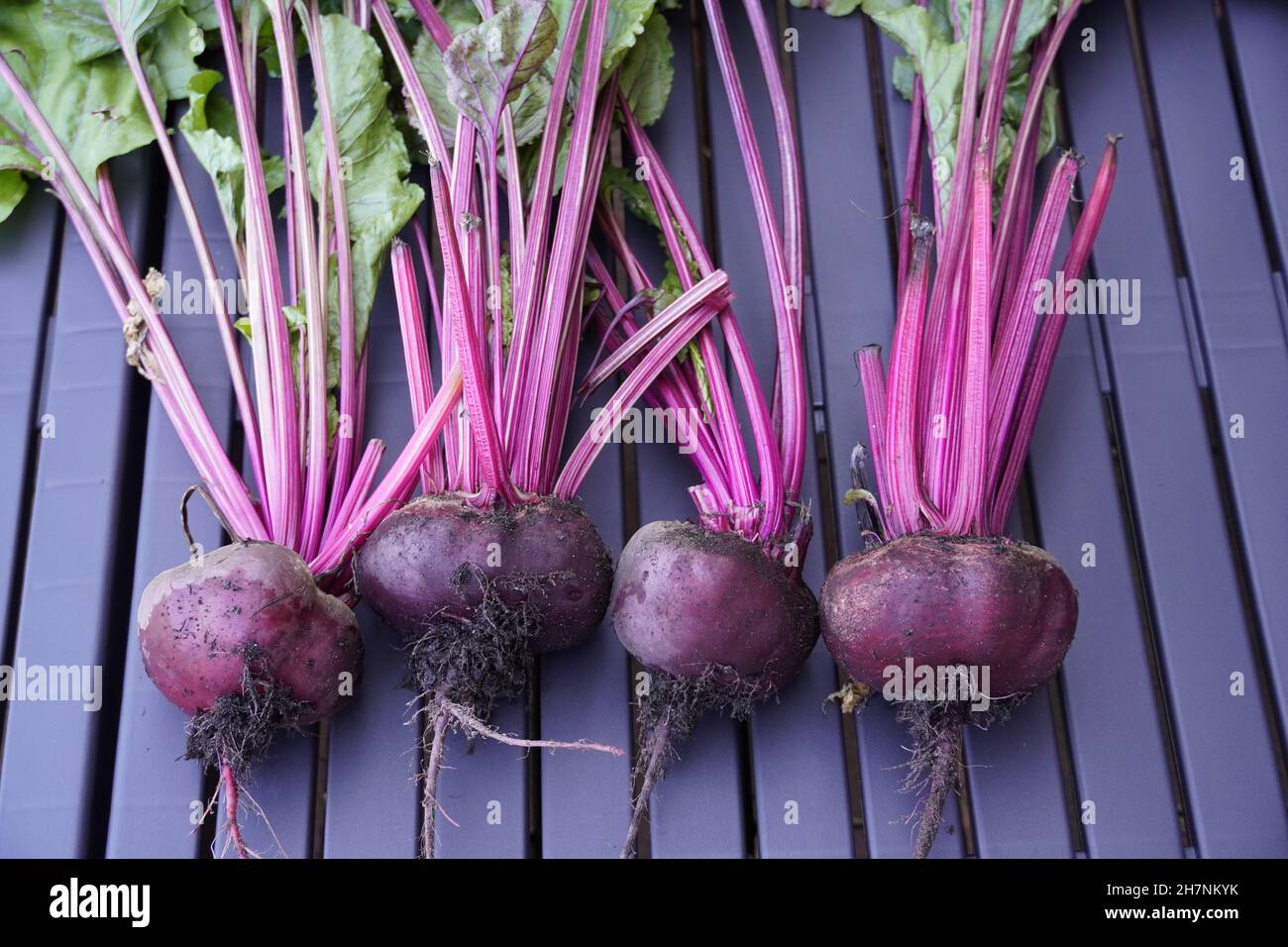 Betterave fraîche.Récolte de la parcelle de légumes. Banque D'Images