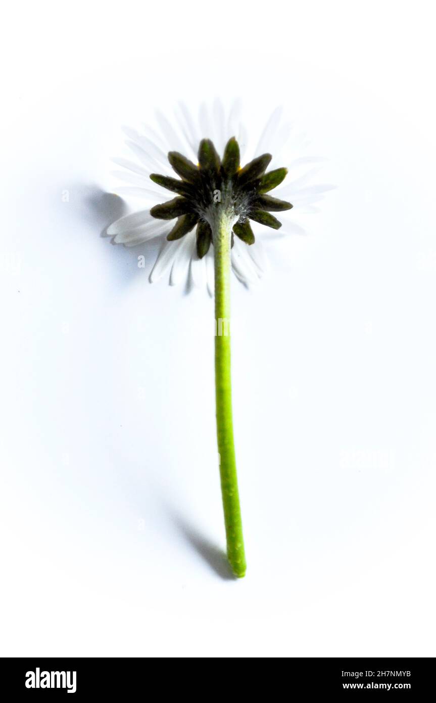 Portrait d'une fleur de Marguerite de derrière (Bellis Perennis Daisy) comme un studio tourné sur fond blanc Banque D'Images