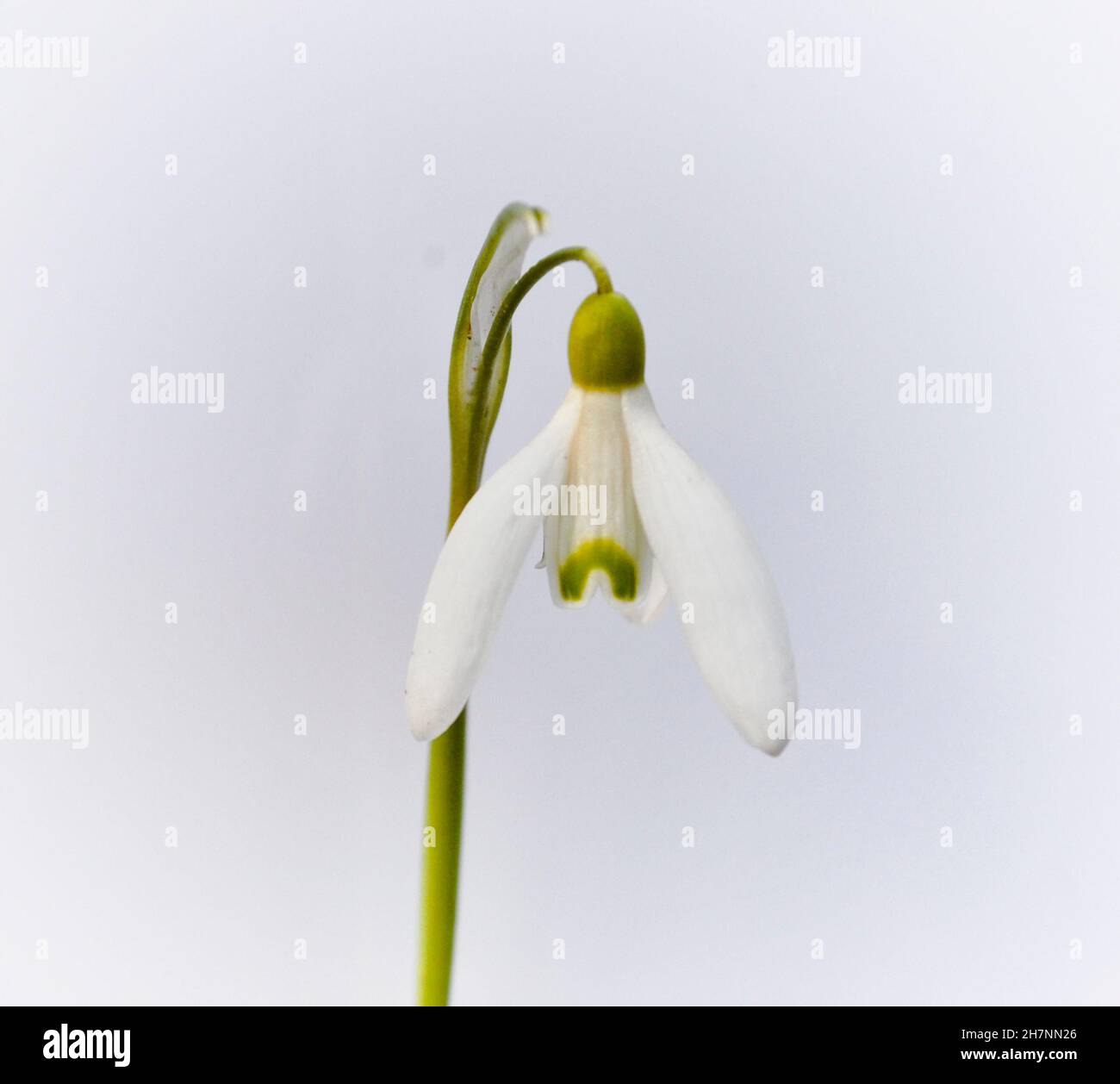 Photo en studio d'une seule goutte d'eau (Galanthus) sur fond blanc avec espace de copie Banque D'Images