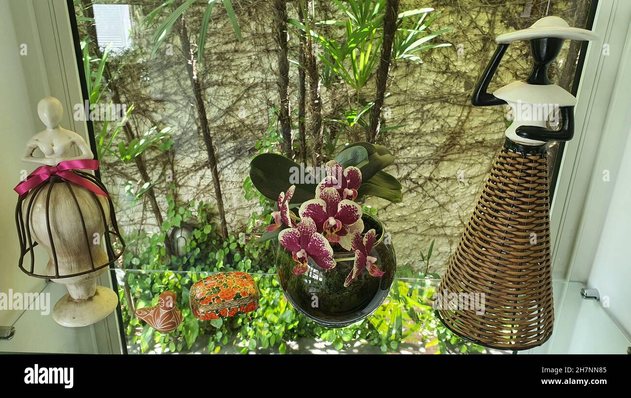 Orchidée rose (Phalaenopsis) avec détails blancs dans un vase en verre .Arrière-plan flou. Banque D'Images