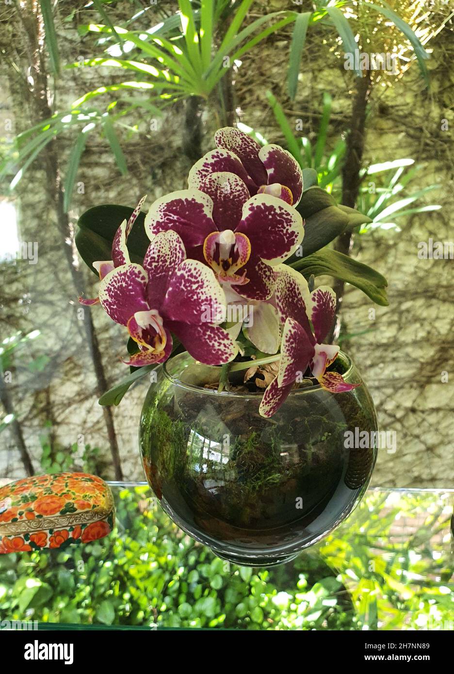 Orchidée rose (Phalaenopsis) avec détails blancs dans un vase en verre.Arrière-plan flou. Banque D'Images