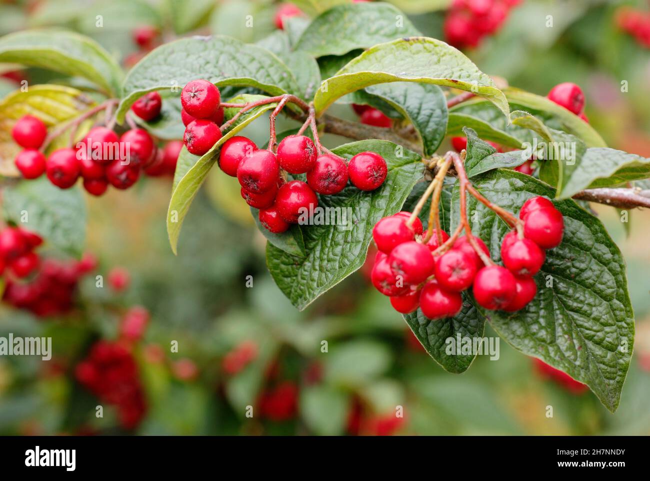 Bullatus de Cotoneaster.cotoneaster aux baies rouges vives caractéristiques en automne.ROYAUME-UNI Banque D'Images