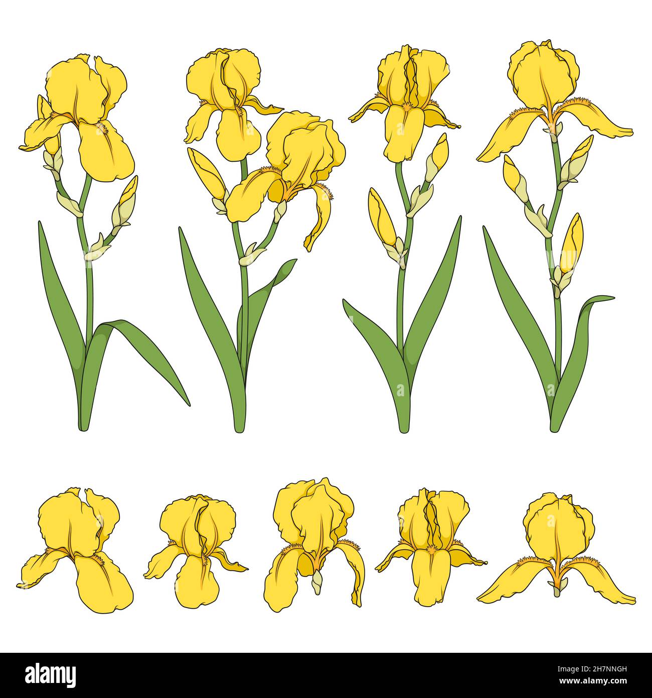 Jeu d'illustrations en couleur avec fleurs de l'iris jaune.Objets vectoriels isolés sur fond blanc. Illustration de Vecteur