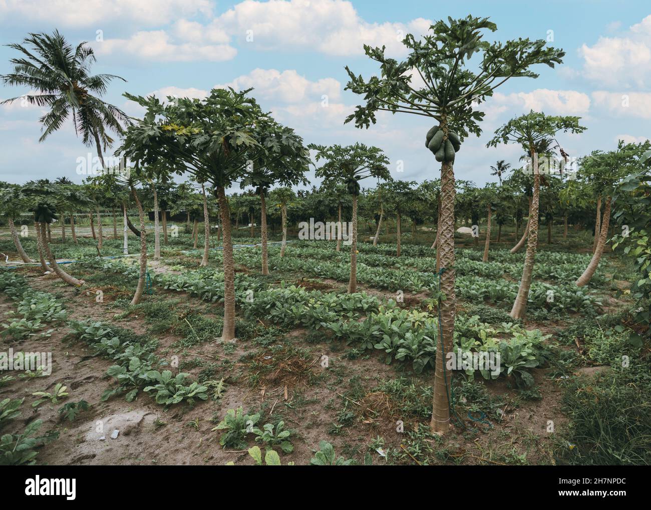 Vue panoramique sur une plantation de papaye (Carica papaya) dominant des lits de radis par une chaude journée ensoleillée, l'île de Thoddoo aux Maldives Banque D'Images