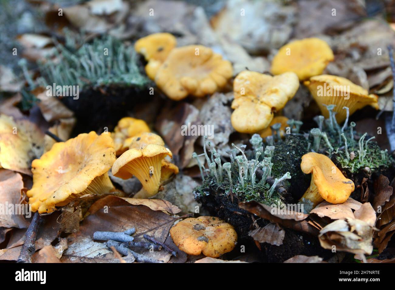 Chanterelles, Cantharellus cibarius, champignons qui poussent sur une forêt en automne Photo
