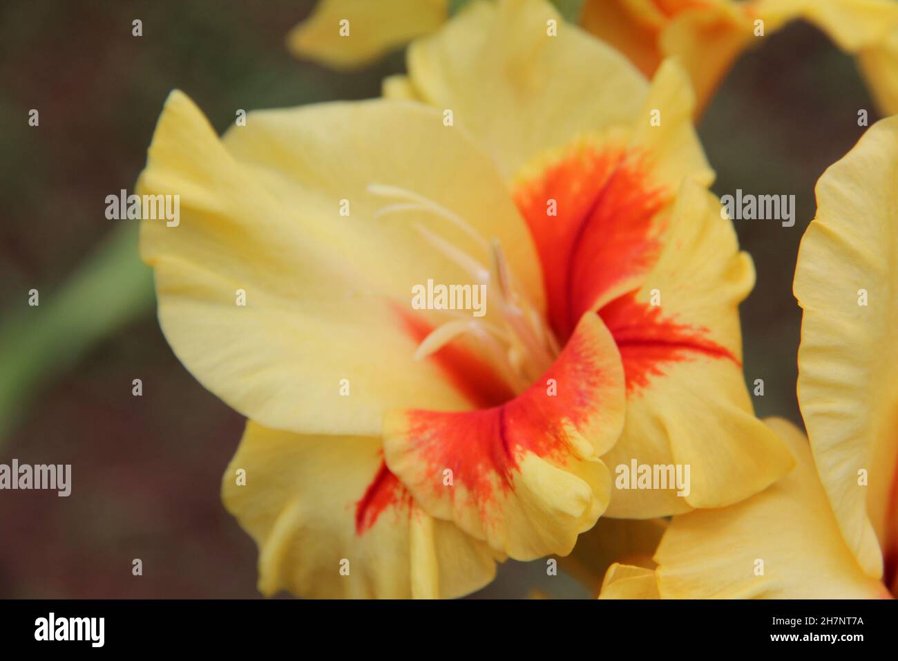 Gros plan sur une fleur jaune, mise au point sélective, vue de dessus. Banque D'Images
