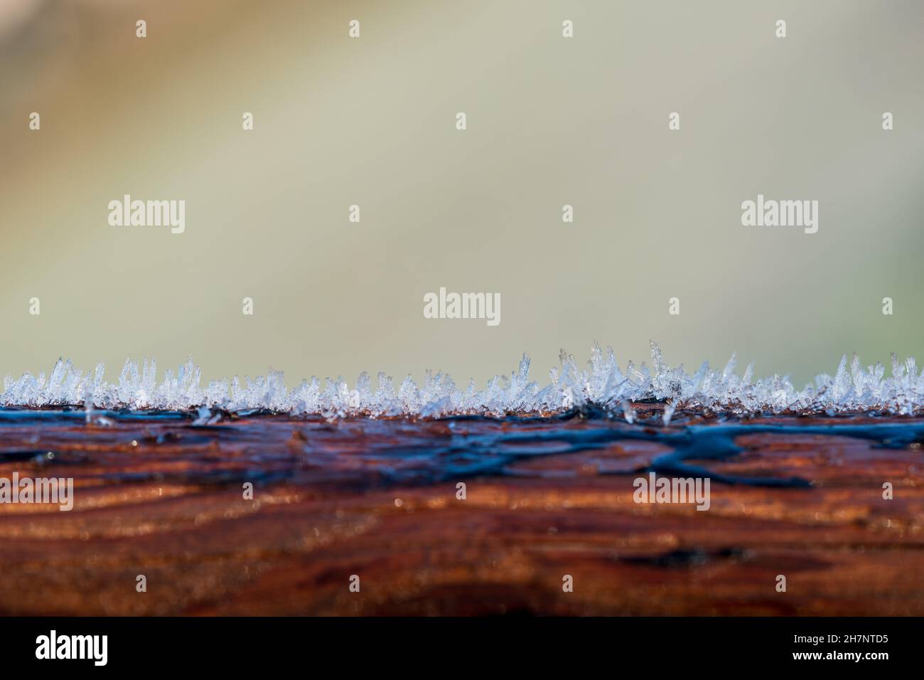 Cristaux de givre sur le tronc d'un arbre.Bois recouvert d'une structure naturelle de cristaux de glace sur pied.Concepts d'hiver, de température froide, de givre.Macro. Banque D'Images