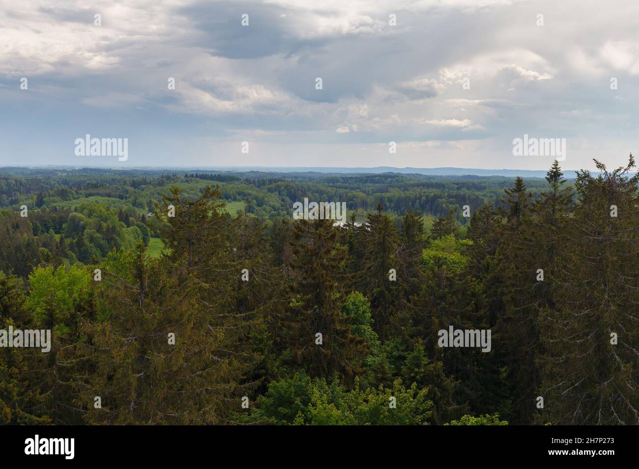 Vue depuis la tour d'observation construite sur la plus haute montagne Baltique Suur-Munamagi, hauts de grands spruces verts, en journée d'été.Estonie. Banque D'Images
