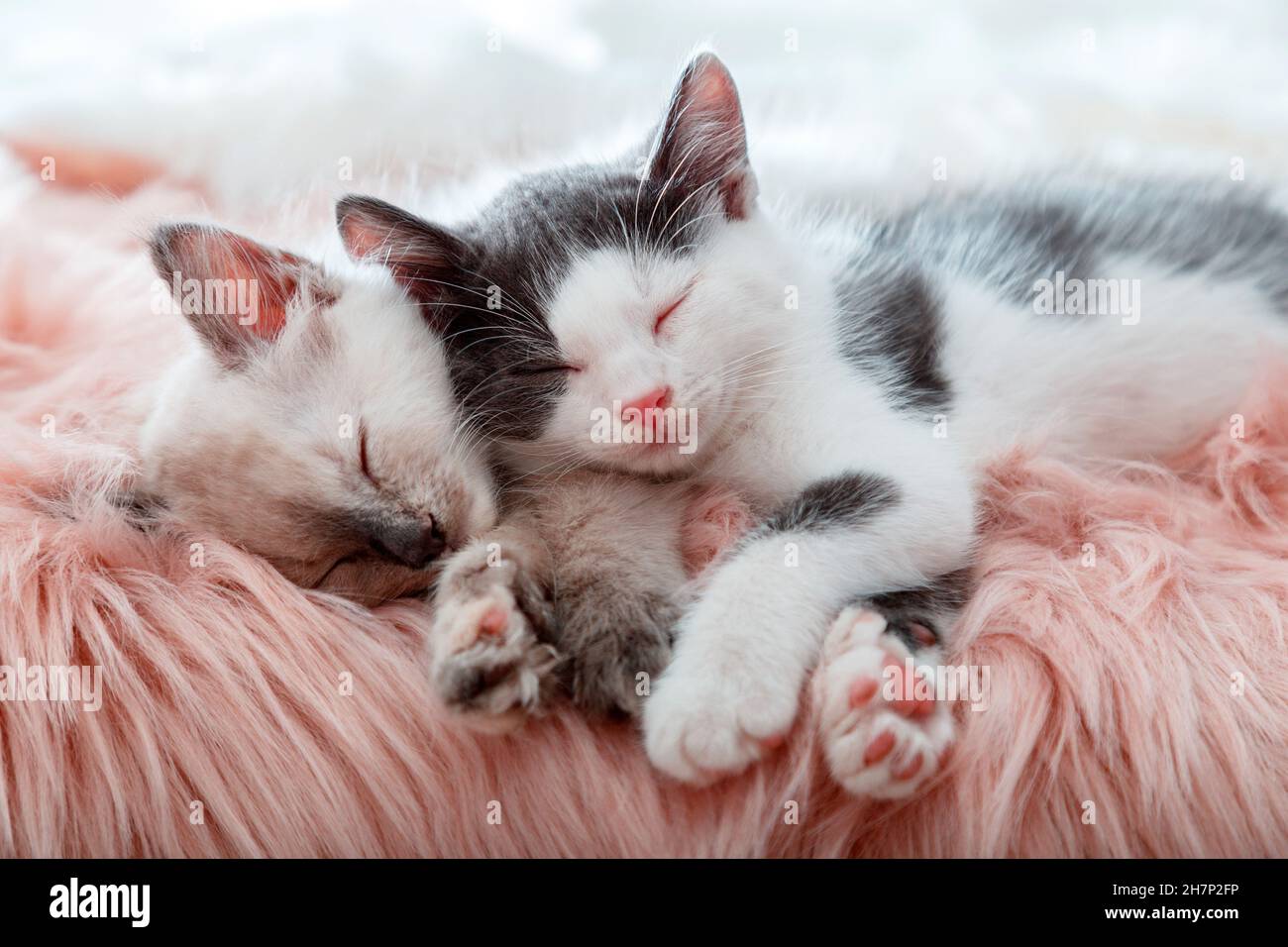 Couple petits chatons heureux et mignons en amour dorment ensemble sur un tissu écossais rose moelleux.Portrait de deux chats animaux de compagnie dormez confortablement détendez-vous à la maison confortable Banque D'Images