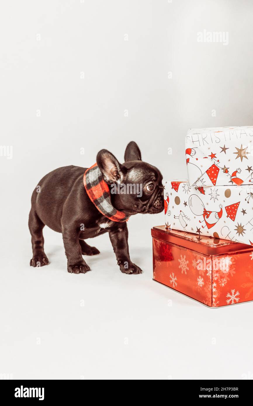 Bulldog français avec cadeaux Banque D'Images