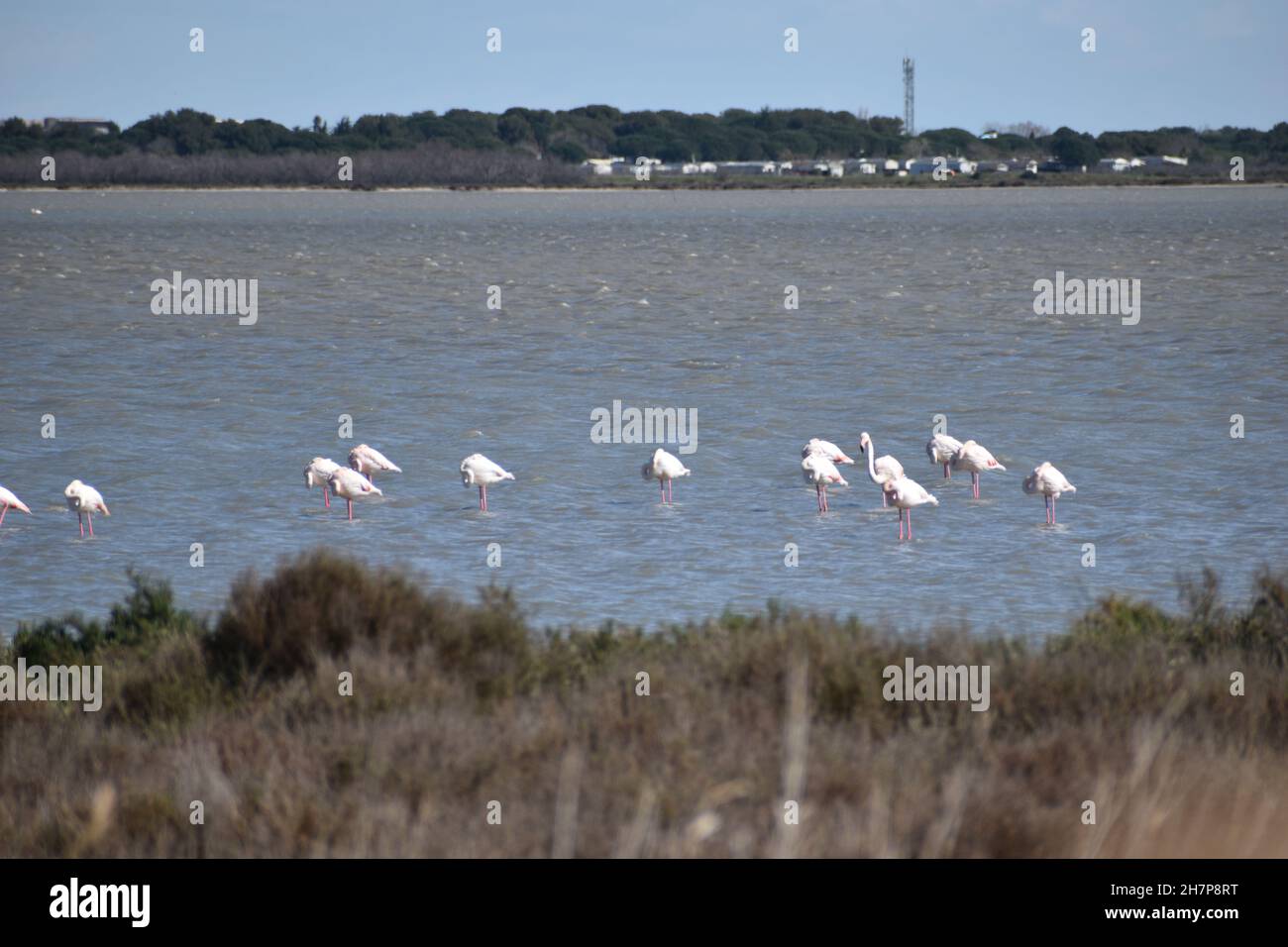 Flamingo au sud de la France, Palavas près de Montpellier Banque D'Images