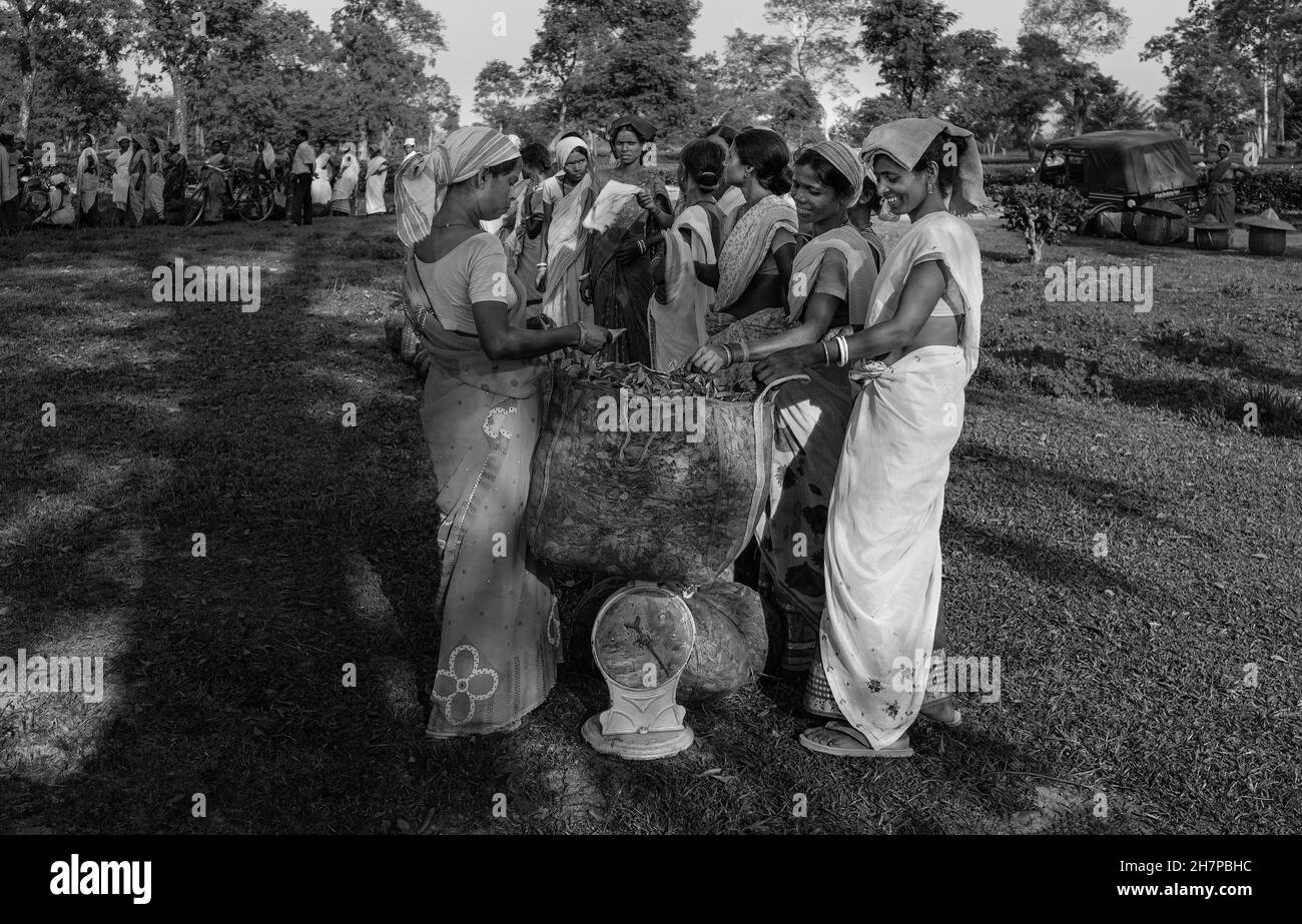 Les femmes cueilleurs de feuilles de thé pesant leur récolte à la fin de la journée de travail sur la plantation près de Jorhat, Assam, Inde. Banque D'Images