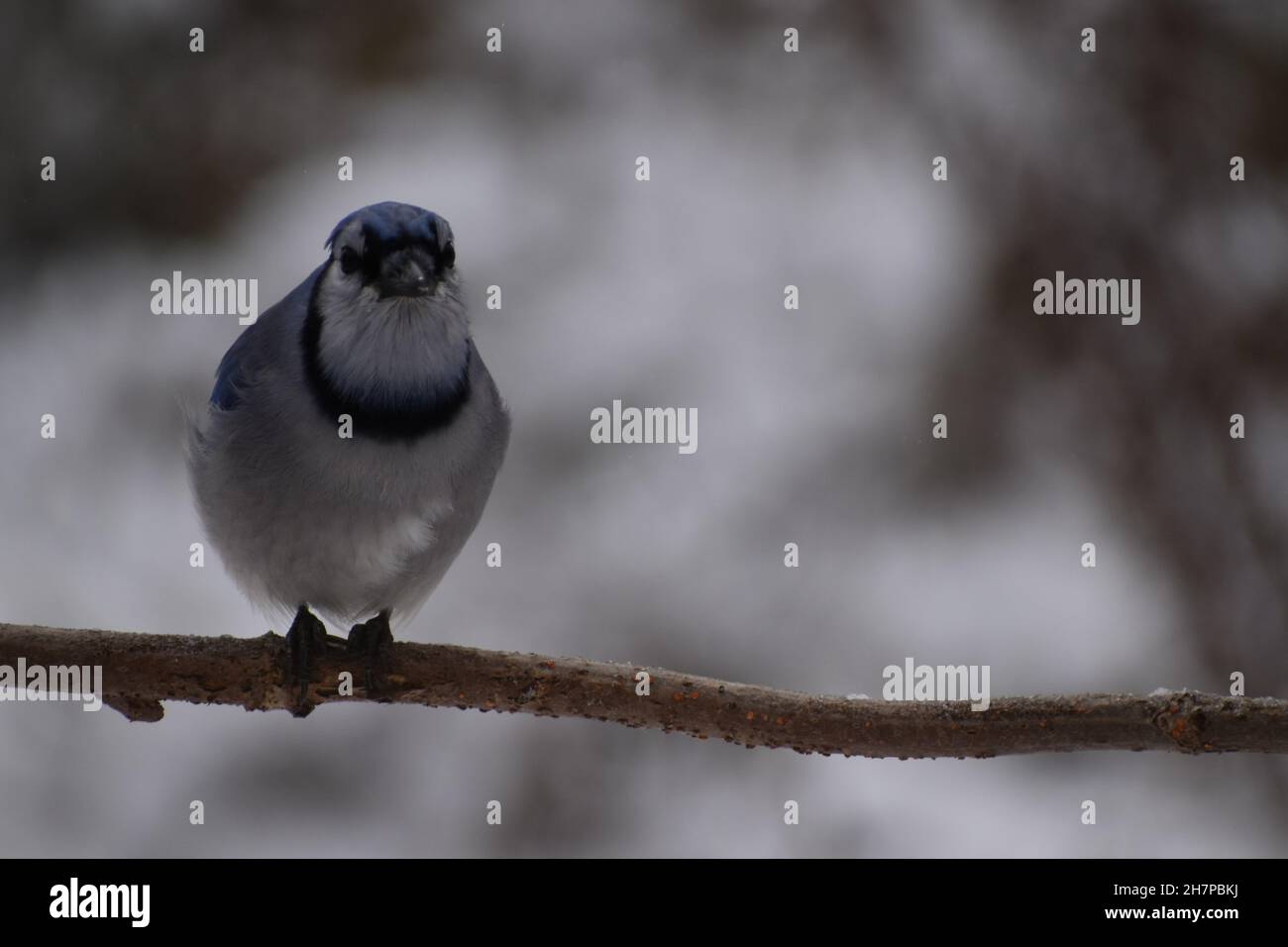 Un geai bleu dans le jardin Banque D'Images