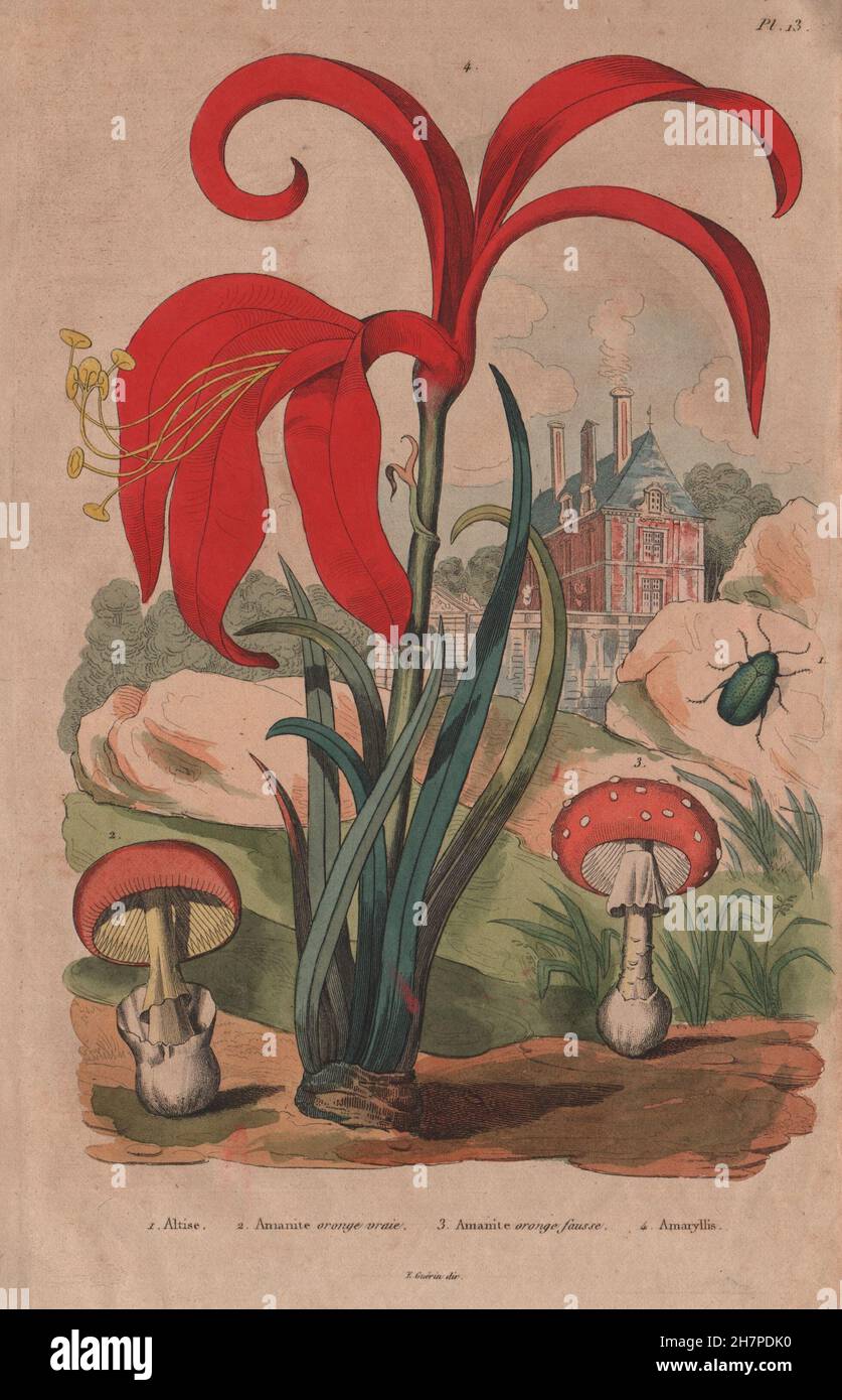 L'Amanita caesarea (César) de champignons/muscaria (agaric fly). Amaryllis, 1833 Banque D'Images