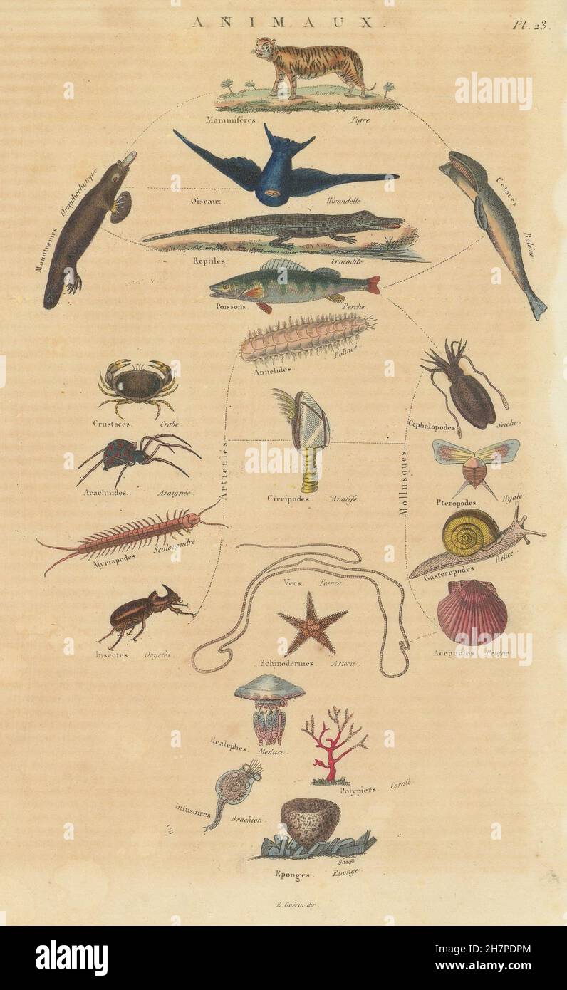 Le royaume des animaux : animaux. Les commandes. Classification., antique print 1833 Banque D'Images