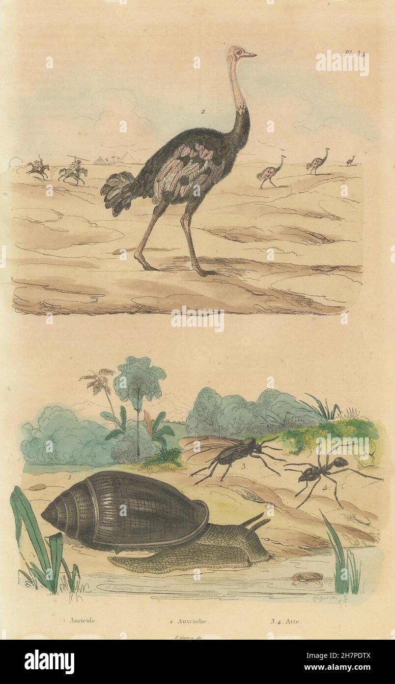 Ellobium aurismidae oreille Midas (Shell). Autruche. Nouveau monde Atta (ant), 1833 Banque D'Images