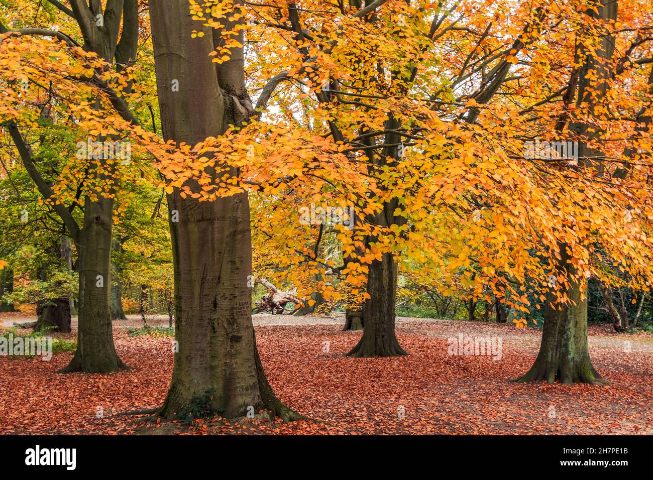 Des hêtres montrant leurs couleurs d'automne à Hampstead Heath, Londres, Royaume-Uni Banque D'Images