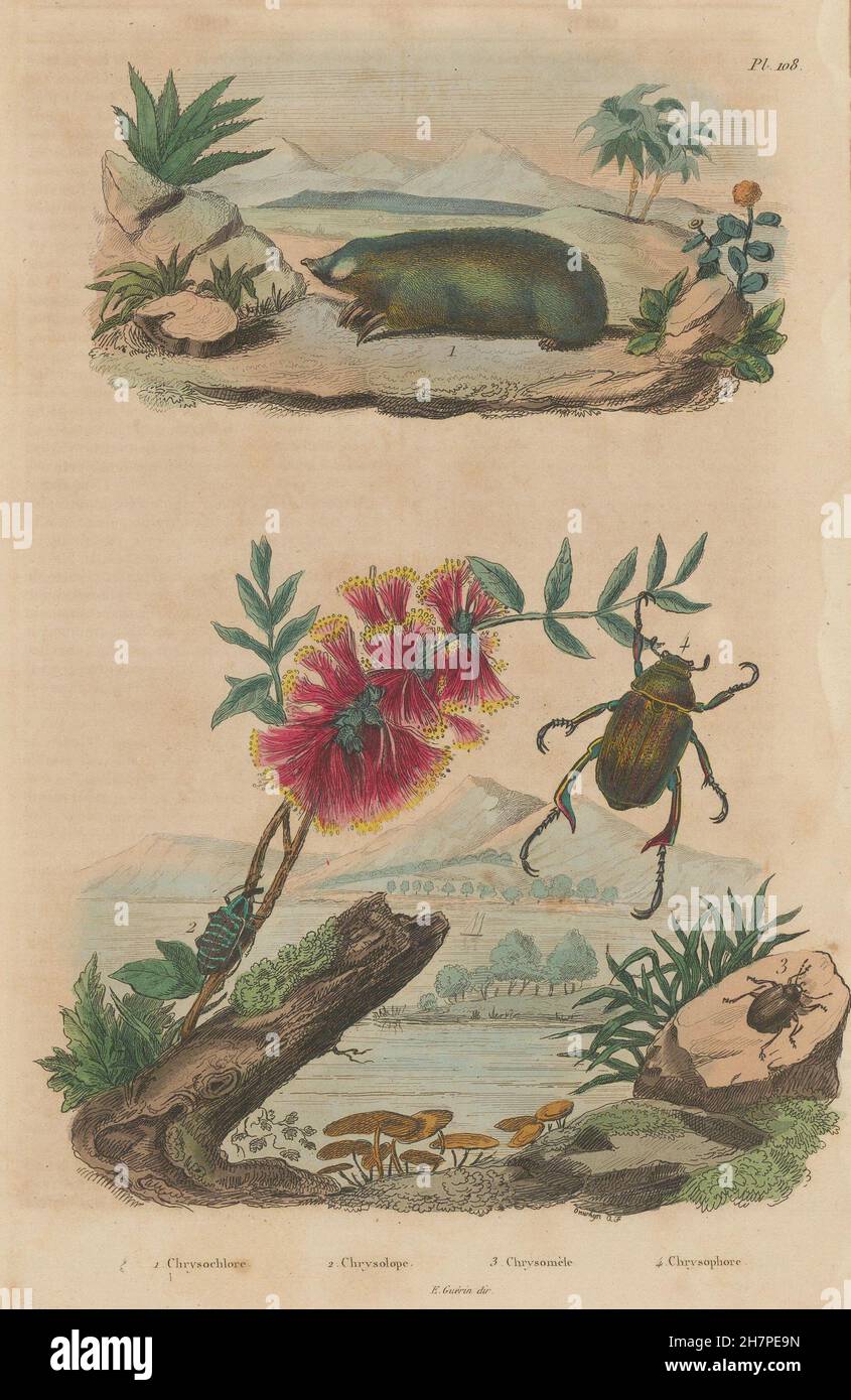 Taupe d'or. Charançon du saphir. Chrysomelidae. Shining leaf beetle hanneton européen, 1833 Banque D'Images