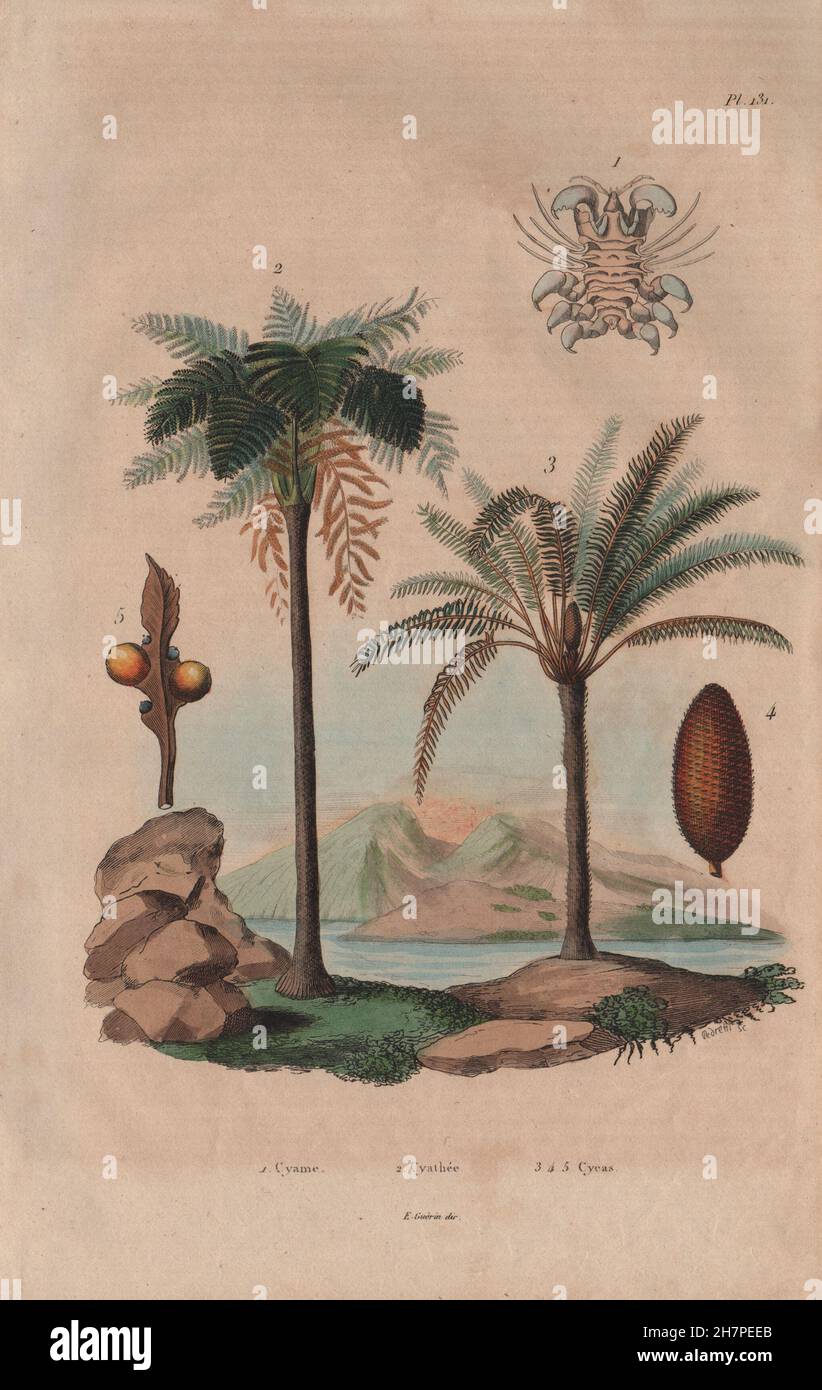 Arbres : Cyamus pou (baleine). Cyathea (fougère arborescente). Cycas (Baquois), 1833 Banque D'Images