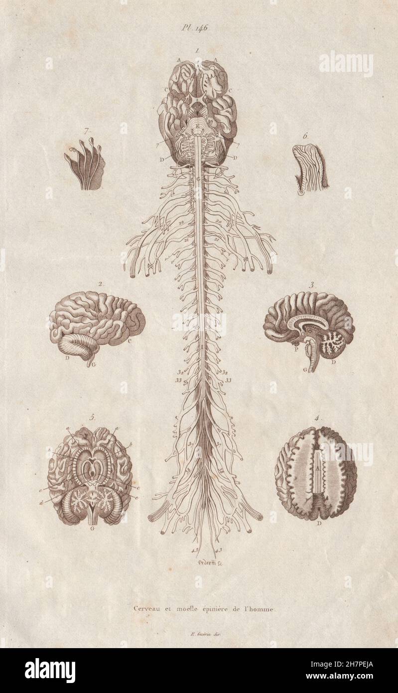 Anatomie : cerveau et la moelle épinière, antique print 1833 Banque D'Images