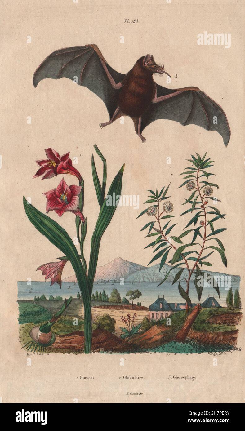Glaïeul (Sword lily). Globularia. Long-Tongued Glossophaga Pallas (Bat), 1833 Banque D'Images