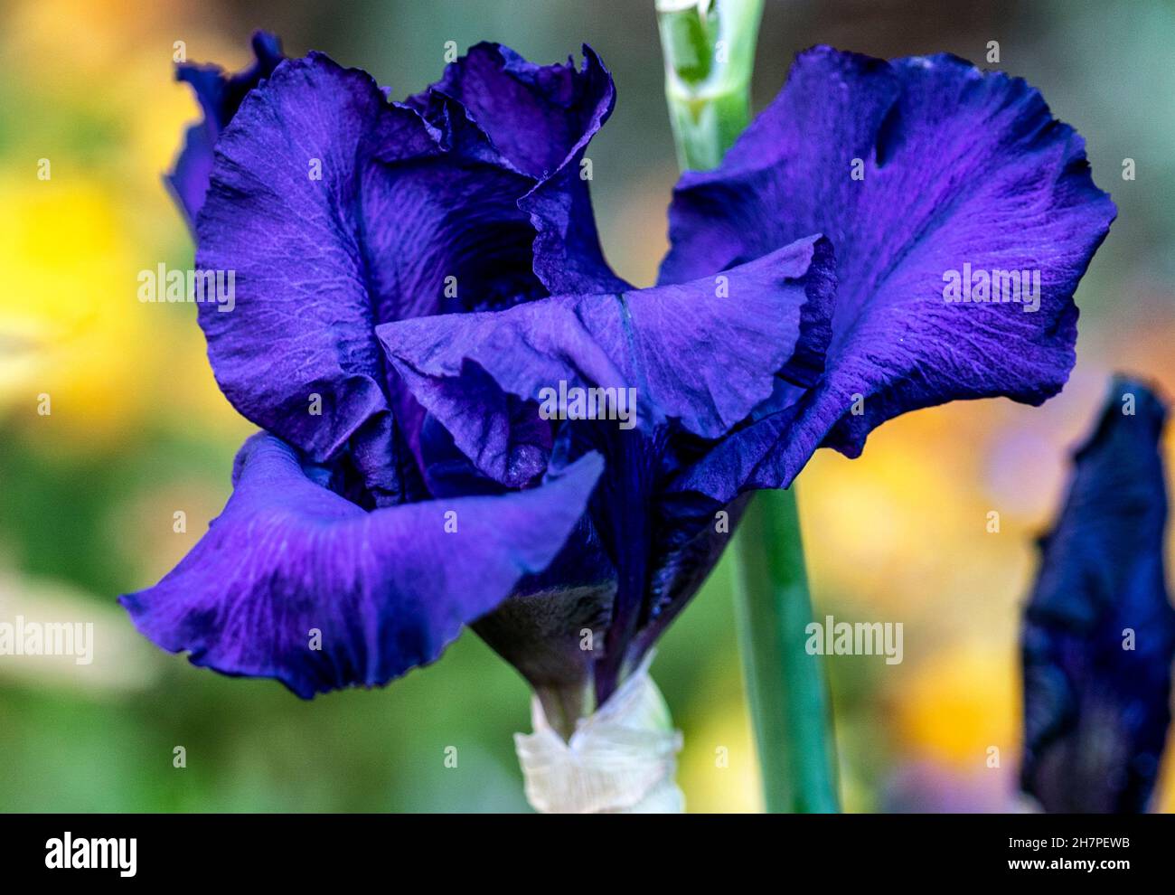 Iris d'hiver en fleur en novembre Banque D'Images