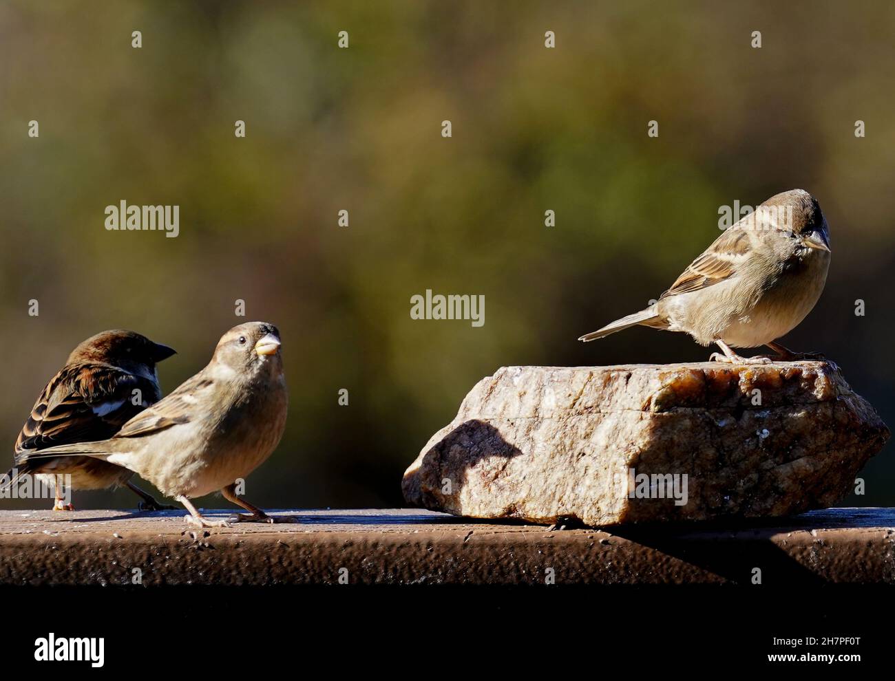 Un trio de Anglais Sparrows sur la terrasse de l'arrière-cour Banque D'Images