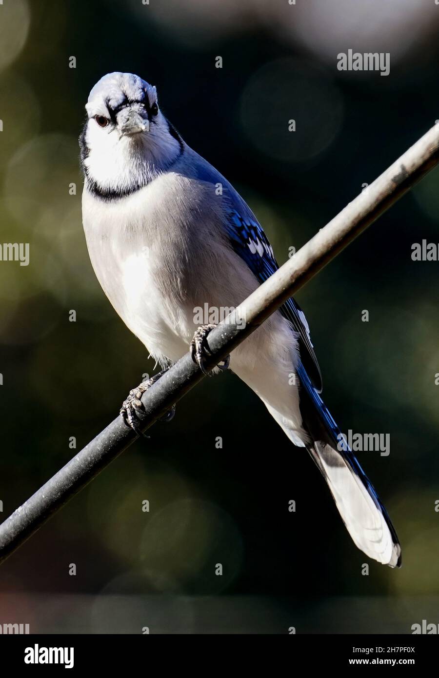 Bluejay sur un poteau métallique Banque D'Images
