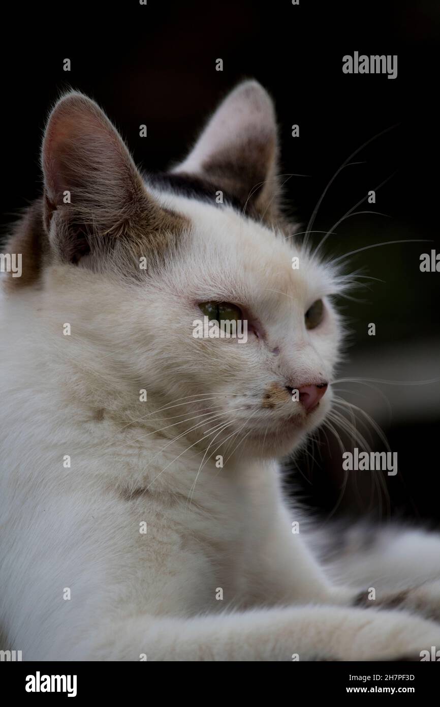 Gros plan sur un chat féminin indien en colère Banque D'Images